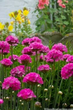 Splendens Sea Thrift (Armeria Maritima) - 6 Pack Of Pint Pots -Wilson Bros Gardens Shop armeria maritima splendens sea thrift 3 1