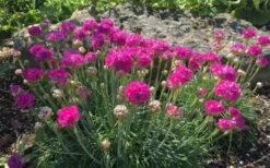 Splendens Sea Thrift (Armeria Maritima) - 5 Pack Of Quart Pots -Wilson Bros Gardens Shop armeria maritima splendens sea thrift 5