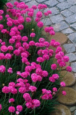 Splendens Sea Thrift (Armeria Maritima) - 5 Pack Of Quart Pots