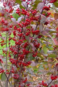 Brilliantissima Aronia (Red Chokeberry) - 3 Gallon Pot -Wilson Bros Gardens Shop aronia arbutifolia brilliantissima red chokeberry 2