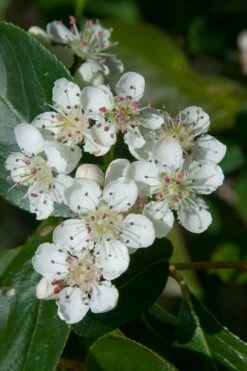 Red Chokeberry (Aronia Arbutifolia) - 3 Gallon Pot -Wilson Bros Gardens Shop aronia arbutifolia red chokeberry 1 2