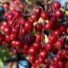 Red Chokeberry (Aronia Arbutifolia) - 3 Gallon Pot