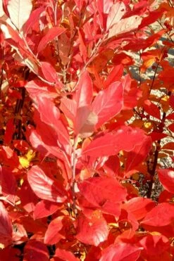 Red Chokeberry (Aronia Arbutifolia) - 3 Pack Of 1.5 Quart Pots -Wilson Bros Gardens Shop aronia arbutifolia red chokeberry 3