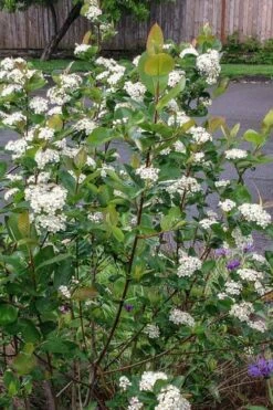 Red Chokeberry (Aronia Arbutifolia) - 1 Gallon Pot -Wilson Bros Gardens Shop aronia arbutifolia red chokeberry 4 1