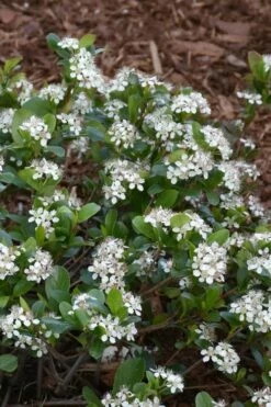 Low Scape Mound Aronia - 3 Gallon Pot -Wilson Bros Gardens Shop aronia low scape mound 10