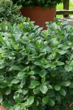 Low Scape Mound Aronia - 3 Gallon Pot -Wilson Bros Gardens Shop aronia low scape mound 13