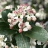 Low Scape Mound Aronia - 3 Gallon Pot