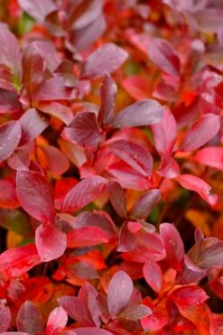 Low Scape Mound Aronia - 3 Gallon Pot -Wilson Bros Gardens Shop aronia low scape mound 15