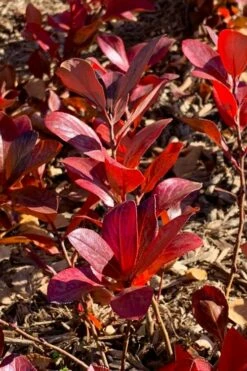 Low Scape Mound Aronia - 3 Gallon Pot -Wilson Bros Gardens Shop aronia low scape mound 3