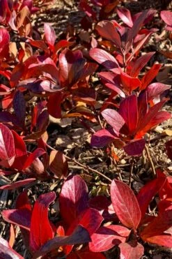 Low Scape Mound Aronia - 3 Gallon Pot -Wilson Bros Gardens Shop aronia low scape mound 4