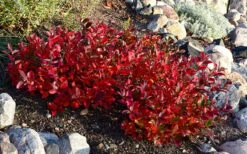 Low Scape Mound Aronia - 3 Gallon Pot -Wilson Bros Gardens Shop aronia low scape mound 7