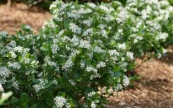 Low Scape Mound Aronia - 3 Gallon Pot -Wilson Bros Gardens Shop aronia low scape mound aronia 2