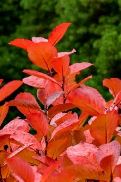 Black Chokeberry Bush (Aronia Melanocarpa ) - 3 Pack Of 1.5 Quart Pots -Wilson Bros Gardens Shop aronia melanocarpa black chokeberry bush 10