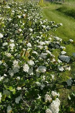 Black Chokeberry Bush (Aronia Melanocarpa ) - 3 Gallon Pot -Wilson Bros Gardens Shop aronia melanocarpa black chokeberry bush 4 1