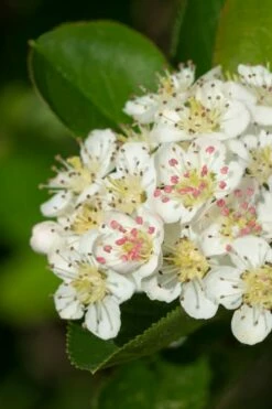 Black Chokeberry Bush (Aronia Melanocarpa ) - 3 Pack Of 1.5 Quart Pots -Wilson Bros Gardens Shop aronia melanocarpa black chokeberry bush 6
