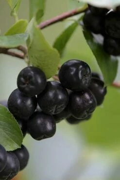 Low Scape Mound Aronia - 3 Gallon Pot -Wilson Bros Gardens Shop aronia melanocarpa black chokeberry bush 7 2
