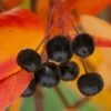 Black Chokeberry Bush (Aronia Melanocarpa ) - 3 Pack Of 1.5 Quart Pots