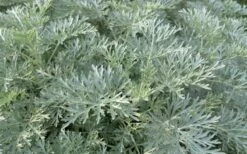 Powis Castle Artemisia - 5 Pack Of Quart Pots -Wilson Bros Gardens Shop artemisia powis castle 1 1
