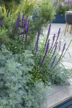 Powis Castle Artemisia - 5 Pack Of Quart Pots -Wilson Bros Gardens Shop artemisia powis castle 4 1