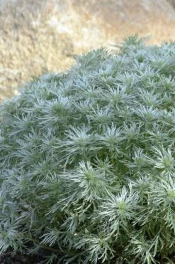 Silver Mound Artemisia - 1 Gallon Pot -Wilson Bros Gardens Shop artemisia schmidtiana silver mound 4