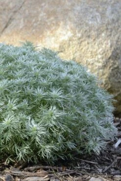 Silver Mound Artemisia - 1 Gallon Pot -Wilson Bros Gardens Shop artemisia schmidtiana silver mound 5