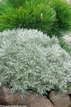 Silver Mound Artemisia - 1 Gallon Pot