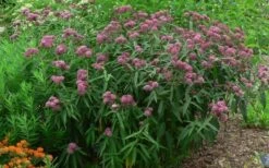 Rose Swamp Milkweed (Asclepias Incarnata) - 1 Gallon Pot -Wilson Bros Gardens Shop asclepias incarnata rose swamp milkweed 10 3