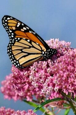 Rose Swamp Milkweed (Asclepias Incarnata) - 8 Pack Of 1 Gallon Pots -Wilson Bros Gardens Shop asclepias incarnata rose swamp milkweed 3 2