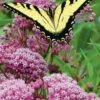 Rose Swamp Milkweed (Asclepias Incarnata) - 1 Gallon Pot