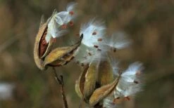 Rose Swamp Milkweed (Asclepias Incarnata) - 1 Gallon Pot -Wilson Bros Gardens Shop asclepias incarnata rose swamp milkweed 5 3