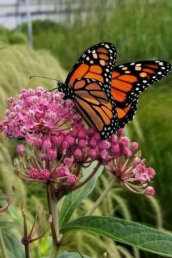 Rose Swamp Milkweed (Asclepias Incarnata) - 8 Pack Of 1 Gallon Pots -Wilson Bros Gardens Shop asclepias incarnata rose swamp milkweed 7 2