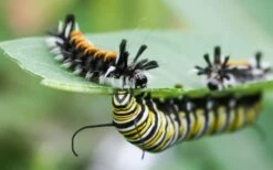 Rose Swamp Milkweed (Asclepias Incarnata) - 8 Pack Of 1 Gallon Pots -Wilson Bros Gardens Shop asclepias incarnata rose swamp milkweed 8 2