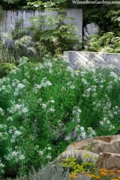 White Whorled Milkweed (Asclepias Verticillata) - 1 Gallon Pot -Wilson Bros Gardens Shop asclepias verticillata white whorled milkweed 12