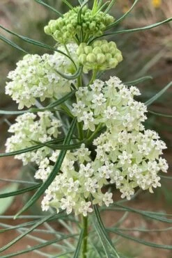 White Whorled Milkweed (Asclepias Verticillata) - 1 Gallon Pot -Wilson Bros Gardens Shop asclepias verticillata white whorled milkweed 5
