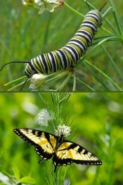 White Whorled Milkweed (Asclepias Verticillata) - 1 Gallon Pot -Wilson Bros Gardens Shop asclepias verticillata white whorled milkweed 7