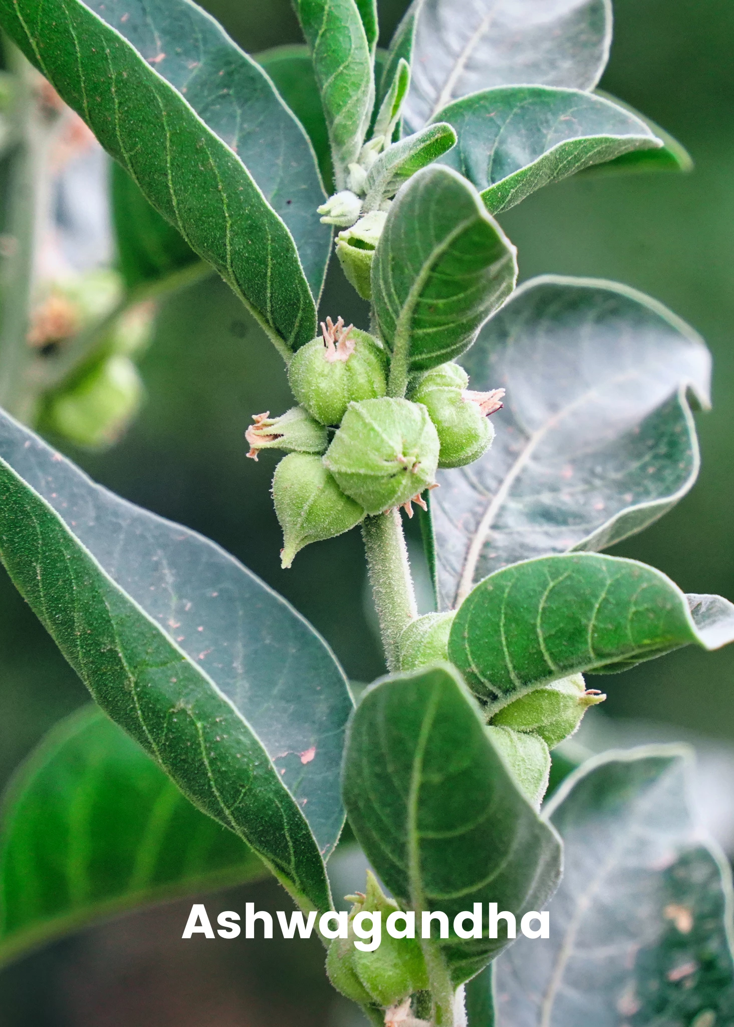 Adaptogen Herb Bundle: Gotu Kola, Skullcap, Ashwagandha, Tulsi 4 Adaptogen Herb Bundle: Gotu Kola, Skullcap, Ashwagandha, Tulsi - Image 4