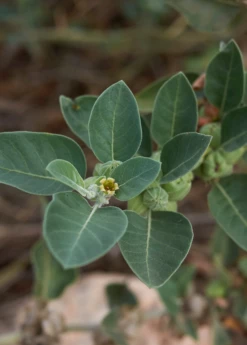 Ashwagandha (Withania Somnifera) -Wilson Bros Gardens Shop ashwaghandasowexotic 2