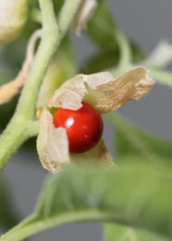 Ashwagandha (Withania Somnifera) -Wilson Bros Gardens Shop ashwaghandasowexotic 3