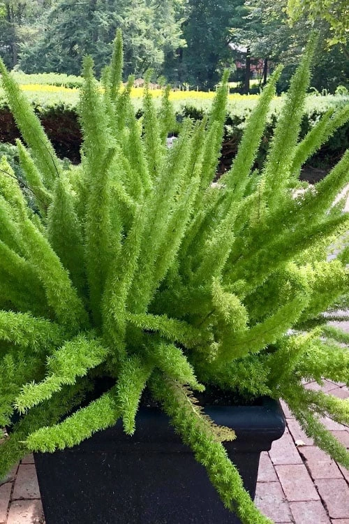 Foxtail Fern (Asparagus Densiflorus) - 3 Gallon Pot 7 Foxtail Fern (Asparagus Densiflorus) - 3 Gallon Pot - Image 7