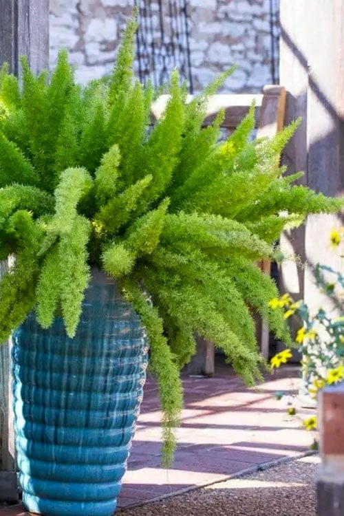 Foxtail Fern (Asparagus Densiflorus) - 1 Gallon Pot 1 Foxtail Fern (Asparagus Densiflorus) - 1 Gallon Pot