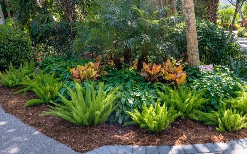 Foxtail Fern (Asparagus Densiflorus) - 3 Gallon Pot 4 Foxtail Fern (Asparagus Densiflorus) - 3 Gallon Pot - Image 4