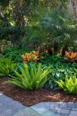 Foxtail Fern (Asparagus Densiflorus) - 3 Gallon Pot 13 Foxtail Fern (Asparagus Densiflorus) - 3 Gallon Pot -Wilson Bros Gardens Shop asparagus aethiopicus foxtail fern 6 1