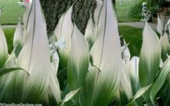 Snowcap Cast Iron Plant (Aspidistra Elatior 'Snowcap') - 3 Gallon Pot -Wilson Bros Gardens Shop aspidistra elatior snow cap cast iron plant 2