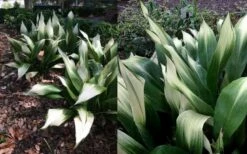 Snowcap Cast Iron Plant (Aspidistra Elatior 'Snowcap') - 3 Gallon Pot -Wilson Bros Gardens Shop aspidistra elatior snow cap cast iron plant 4