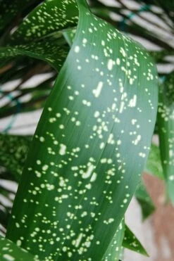 Spek-tacular Cast Iron Plant - 3 Gallon Pot -Wilson Bros Gardens Shop aspidistra spek tacular cast iron plant 103