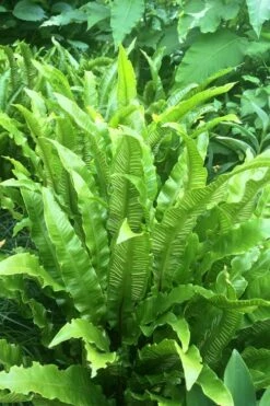Hart's Tongue Fern (Asplenium Scolopendrium) - 1 Gallon Pot -Wilson Bros Gardens Shop asplenium scolopendrium harts tongue fern 3