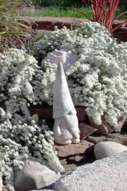 Snow Flurry Heath Aster - 1 Gallon Pot