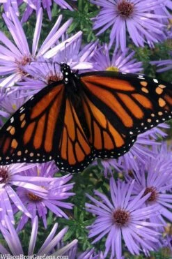 Raydon's Favorite Aromatic Aster (Aster Oblongifolius) - 1 Gallon Pot -Wilson Bros Gardens Shop aster oblongifolium raydons favorite 11