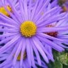 Raydon's Favorite Aromatic Aster (Aster Oblongifolius) - 1 Gallon Pot