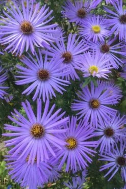 Raydon's Favorite Aromatic Aster (Aster Oblongifolius) - 1 Gallon Pot -Wilson Bros Gardens Shop aster oblongifolium raydons favorite 4